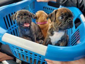 pet health Pet Health Copywriting